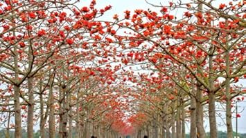 Amazon.com : red Cotton - Bombax ceiba Fast - Showy Tree - Tree Seeds ...
