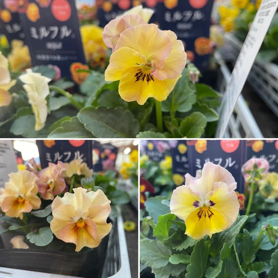 Amazon.co.jp: ミルフル アンティークフリル イエローミックス 3.5号