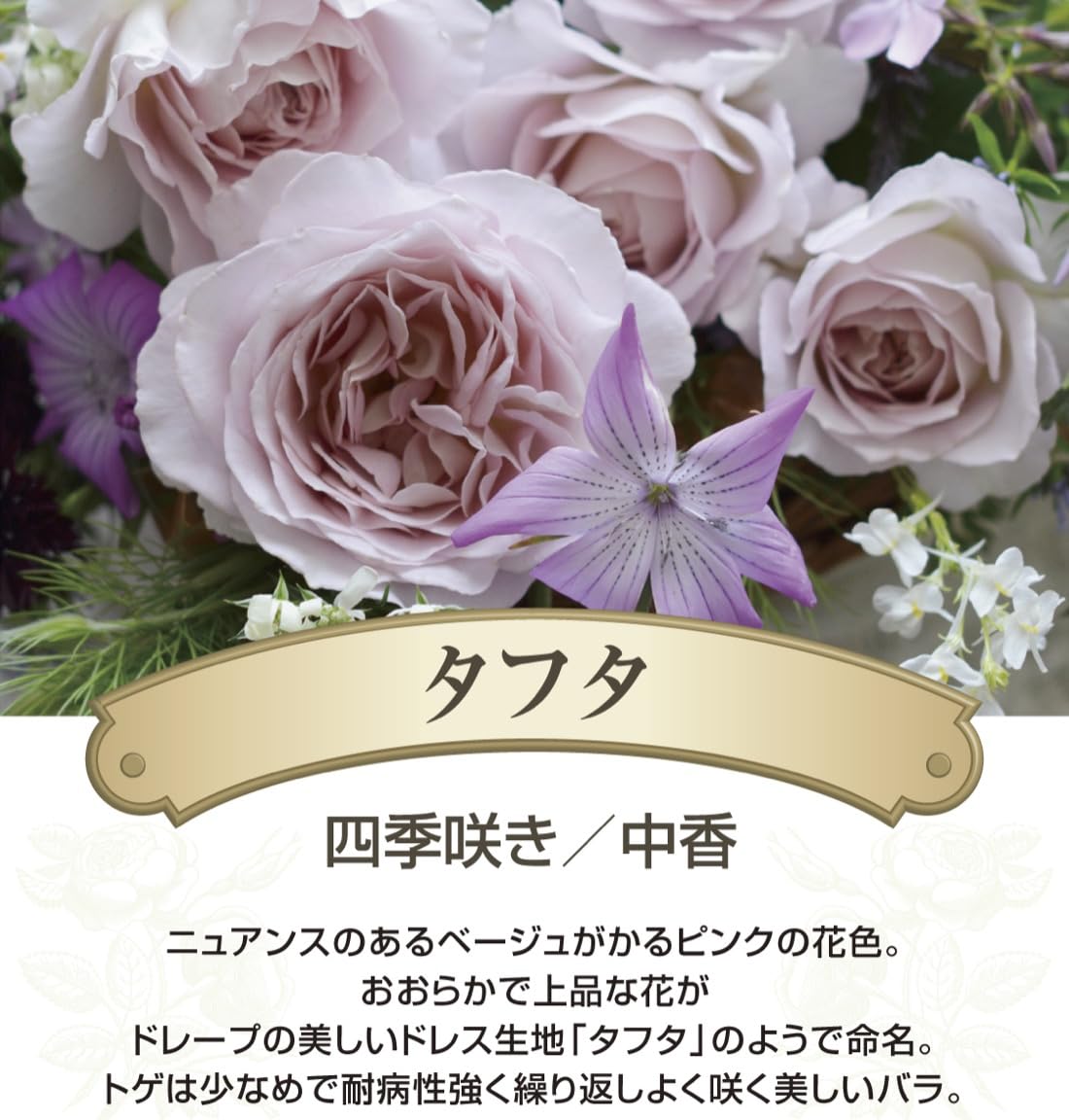 えみ様ご予約専用です。和バラ苗 な えみ様ご予約専用です。