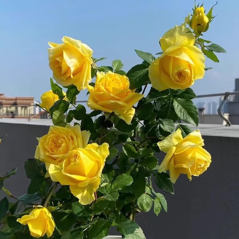 Miniatura 6 de Más de 100 piezas de semilla de rosa amarilla, símbolo de amistad, arbustos de rosa perenne, planta de paisajismo llamativa, fácil de cultivar