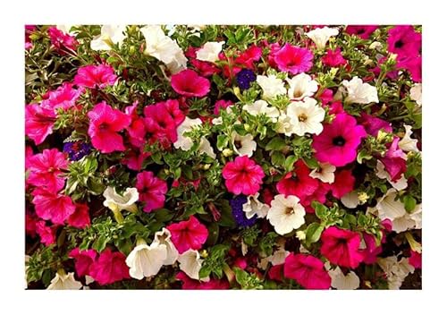 Pcs - 30x Pétunia Faible Variétés Mixte Jardin Plantes - Graines KS104 - Seeds & Plants Shop by Ipsa