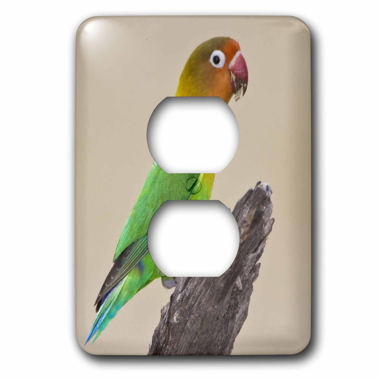 Double prise Fischers Lovebird 3dRose motif oiseau tropical