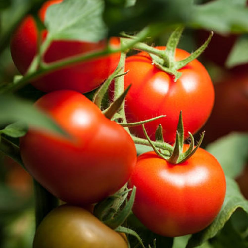 JIGNISHASEEDS Triple Resistant Tomato F1 Hybrid "Arka Rakshak" 50 Seeds (B0CB4MDCGK) Amazon Price History, Amazon Price Tracker