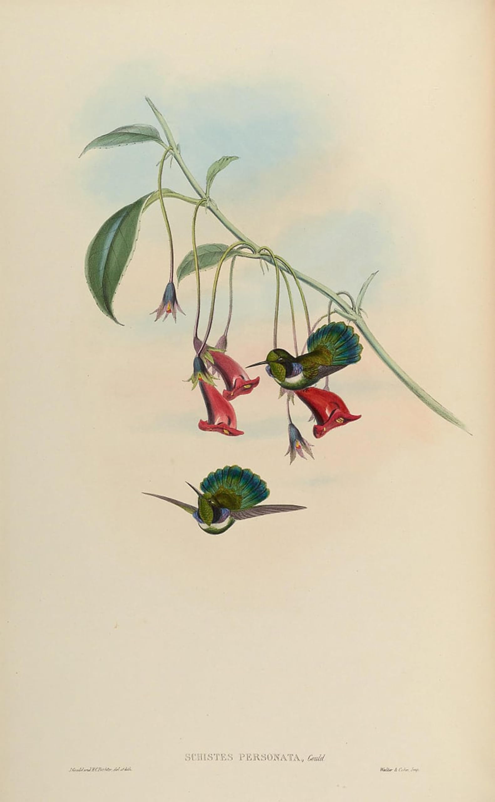 ARTXLXXBN Famous Painting Art Wall Decor Abstract Art Picture Animal Bird Schistes Personata Schistes Geoffroyi Albogularis by John Gould Animal Pictures for Home Decor 60x90cm