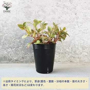 レィミーナ シュルガ＆ダルグアージュ ライリー ４枚ずつ アルメジス １枚 レィミーナ シュルガ＆ダルグアージュ ライリー 4枚ずつ