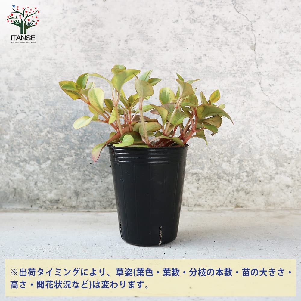 Amazon.co.jp: ITANSE リシマキア リッシー 2.5～3号