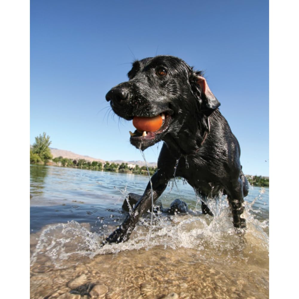 Kurgo - Gioco da Riporto per Cani adatto al Gioco in Acqua, con Struttura Resistente, Elementi Galleggianti, Colori Vivaci e Materiale Non Tossico - Confezione da 3