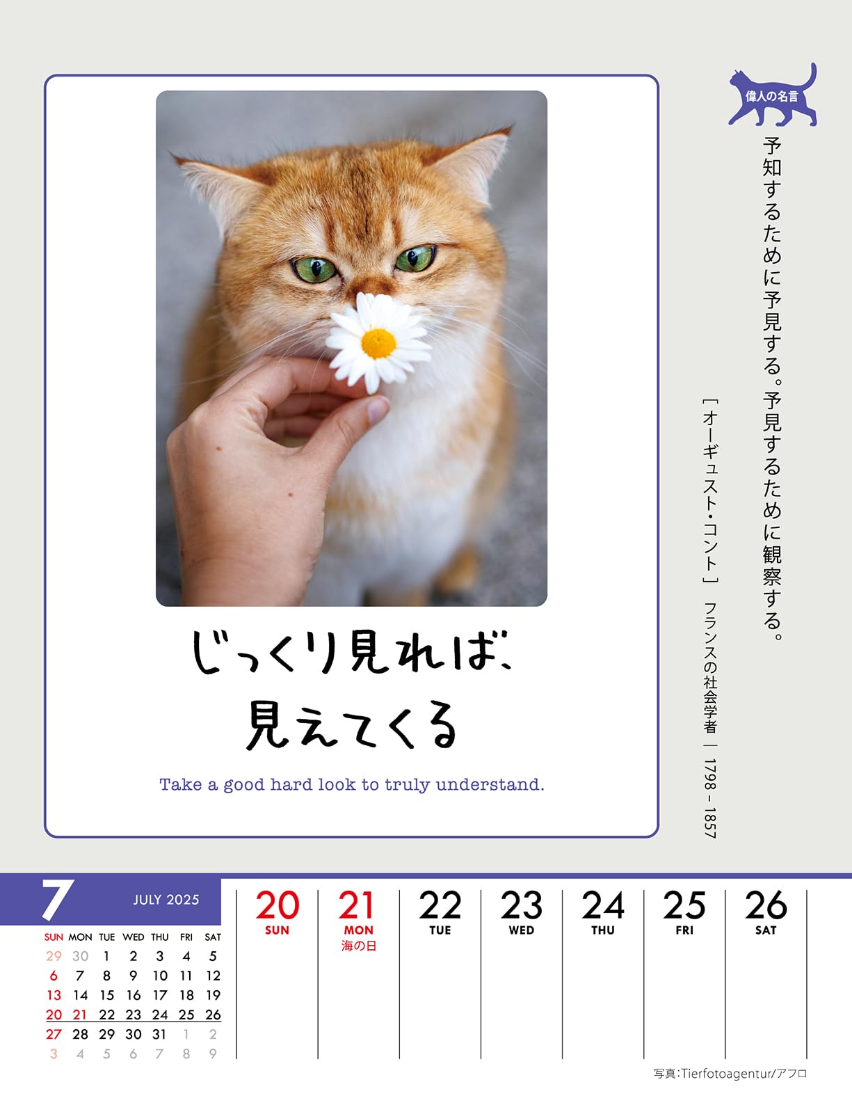 【新品】名前はまだない。 猫 2025 卓上カレンダー直筆サイン入チェキ 新品】名前はまだない。 猫 2025 卓上カレンダー直筆サイン入