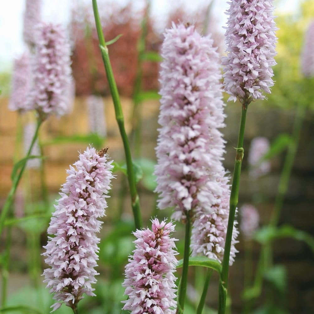 Persicaria bistorta 'Superba' – Hardy Perennial Knotweed – RHS AGM Variety – Pale Pink Flower Spikes – Loved by Pollinators – Ground Cover Plant – 1x 9cm Pot by Thompson and Morgan