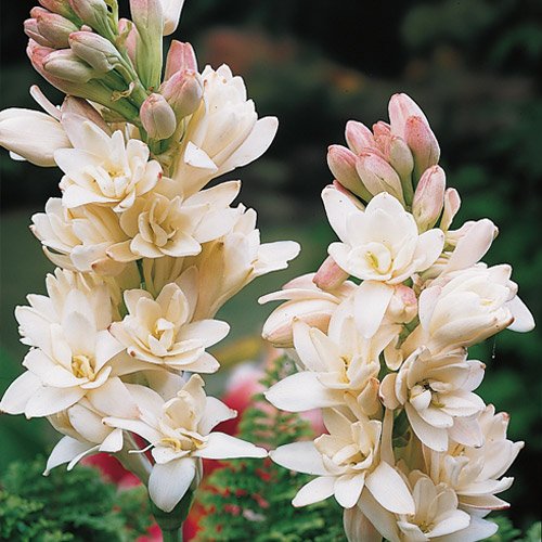 Tuberose Flower Bulbs Mix Color Flower Seeds Hybrid for All Season & Planting (10 Bulbs) By Zabbus (B0BKVMHW7W) Amazon Price History, Amazon Price Tracker