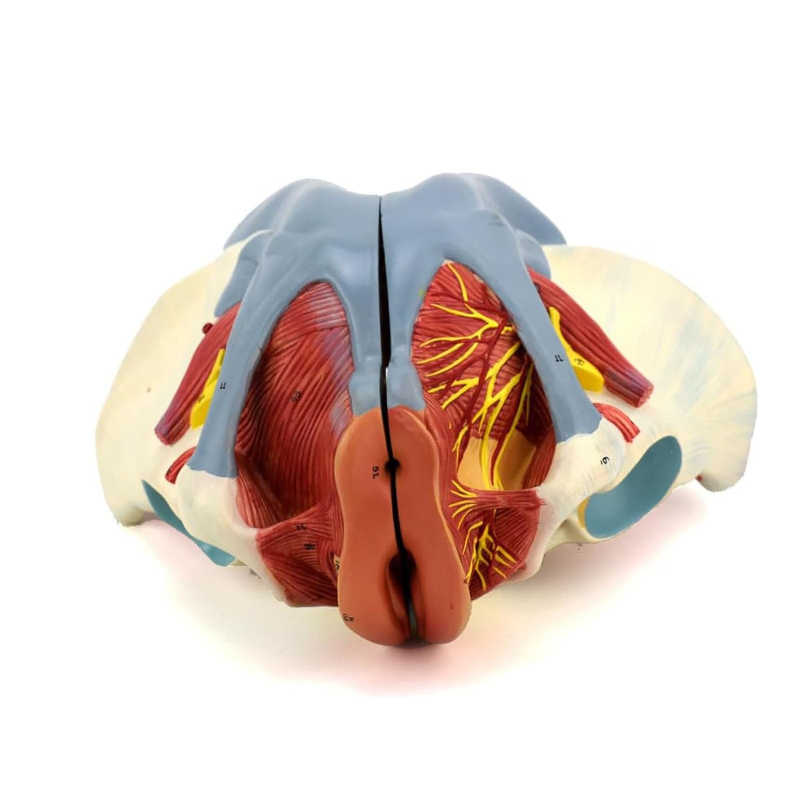 Amazon.co.jp: 女性 骨盤と 子宮模型 筋肉解剖学 女性骨盤 骨盤底筋と