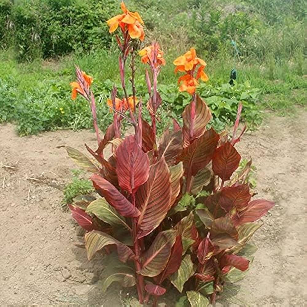 銅葉カンナ １苗100円 球根 草丈あるので上部カット ブラックリーフ Amazon.co.jp: [World Fantasy Garden] 苗 カンナ ダーバン 1鉢