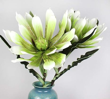 Amazon ダリア球根 ゴージャス さまざまな種類と多くの色の花が咲く花壇 1 6球根 花