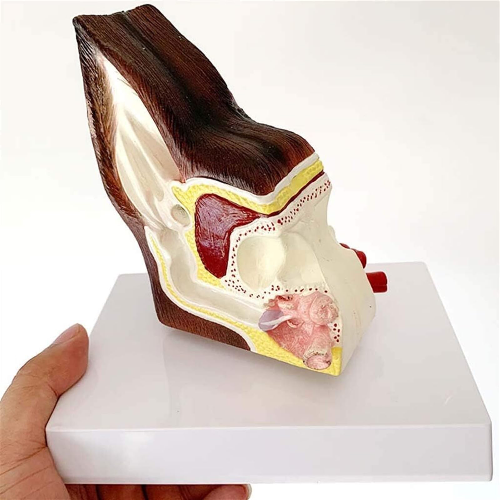 Modelo De Anatomía De Oreja De Perro Modelo De Anatomía De Estructura De Oreja De Perro Canidae - Modelo Anatómico De Oreja De Perro Canino - Modelo De Enseñanza De Equipos Veterinarios