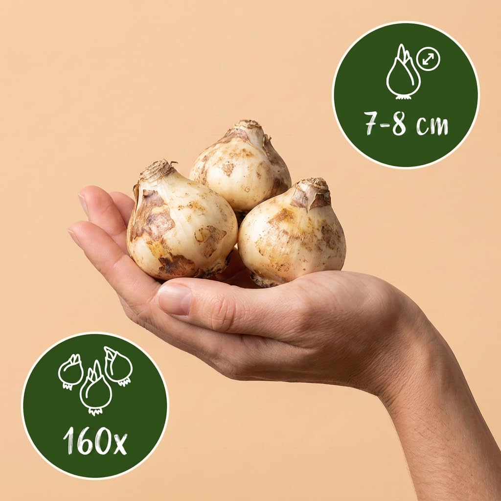 Green boutiQ - 160x Hyacinthoides non Scripta - Jacinthe des bois - Bleu - Bulbe naturalisant - Calibre 7/8