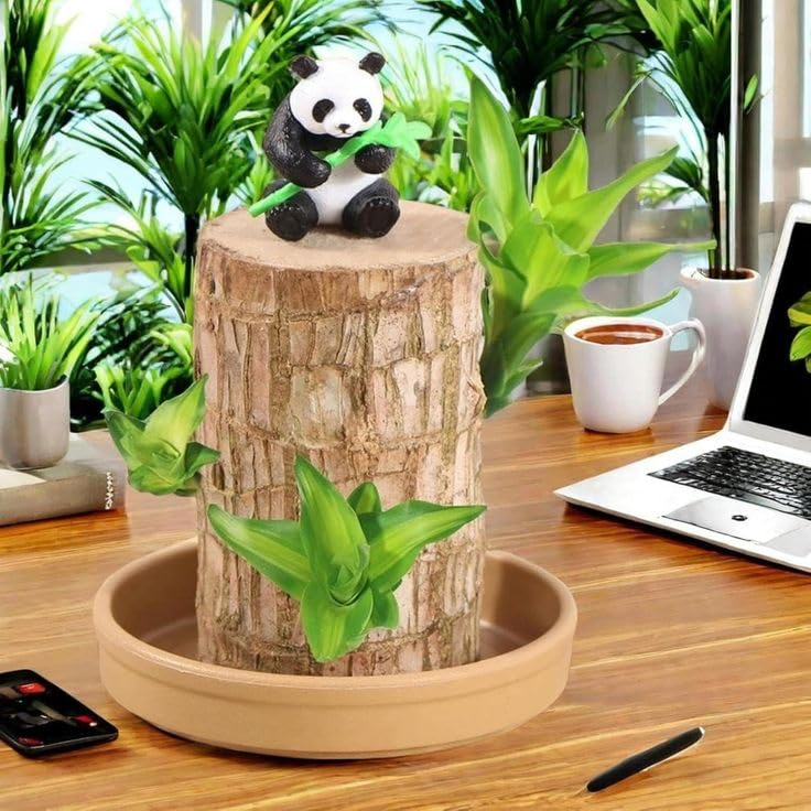 Image of Gradengems Lucky Brazilian Wood Live Plant Without Pot | 18-19 cm | Low Maintenance Indoor Plant for Home, Office & Living Room Decor