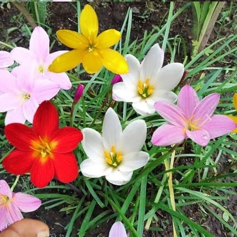 Rain lily bulbs,Zephyranthes - All Season multicolour Flower Bulbs (Pack of 12)-image-42