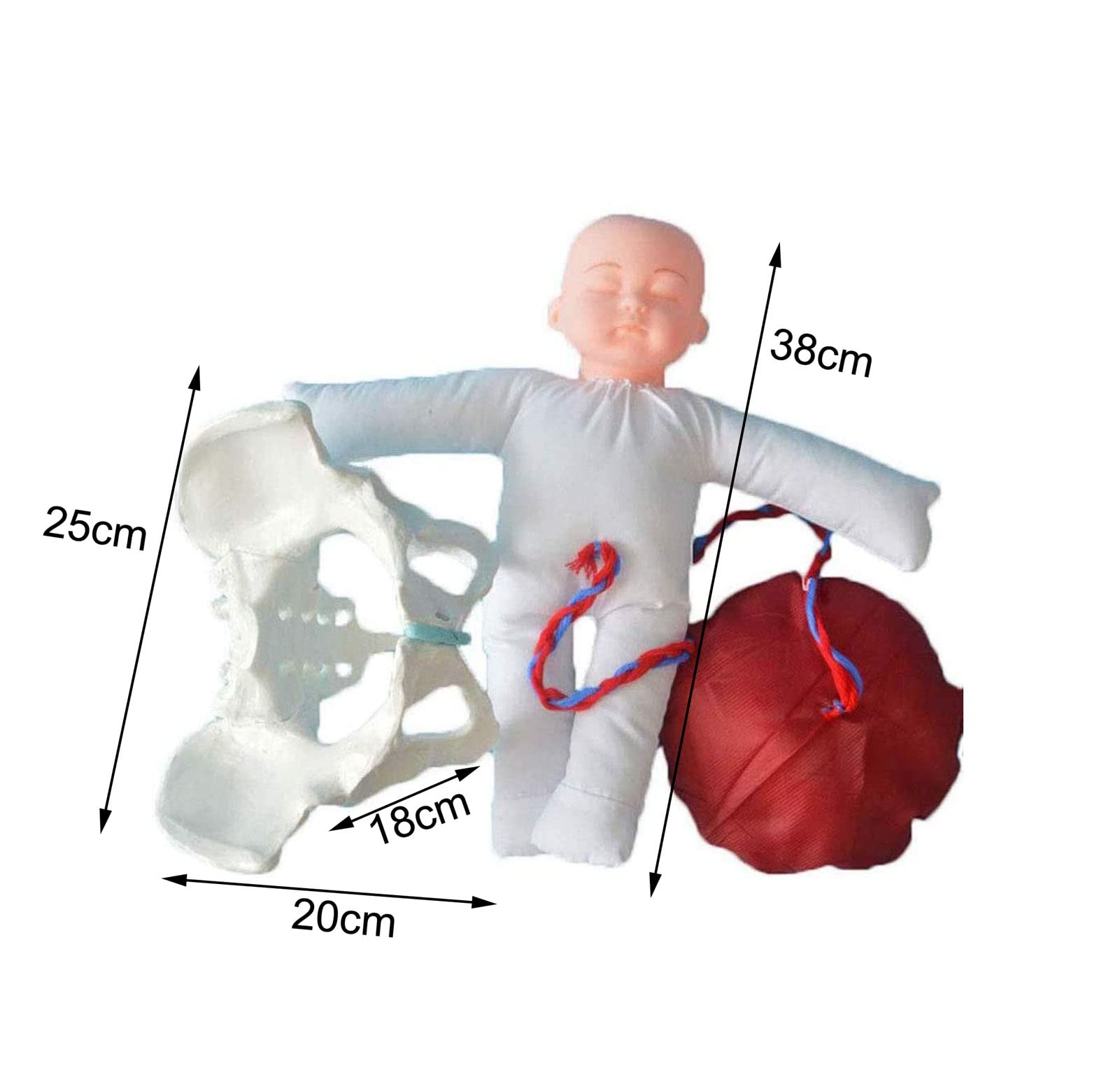 Weibliches knöchernes Beckenmodell, Hebammen Trainingsmodell Geburtsmodell Hüftmodell - Fetal/Nabelschnur/Plazenta Liefermodell Beckenmodell für Studienanzeige Unterrichtsmedizin, White A, L
