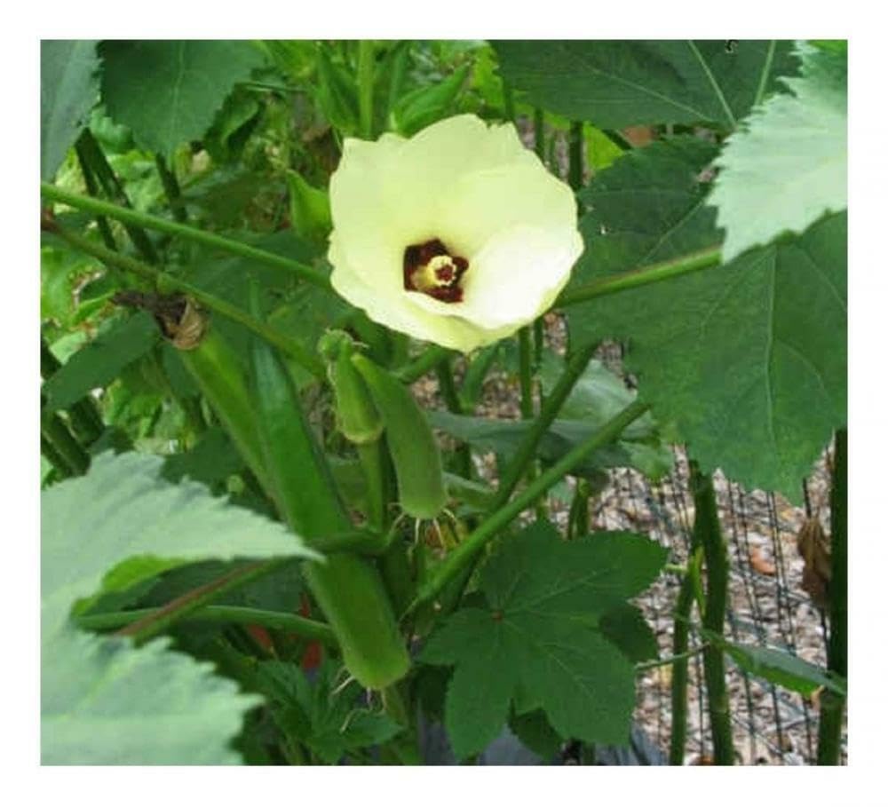 Buy4Seeds 25 Seeds Okra Clemson spineless Easy to Grow
