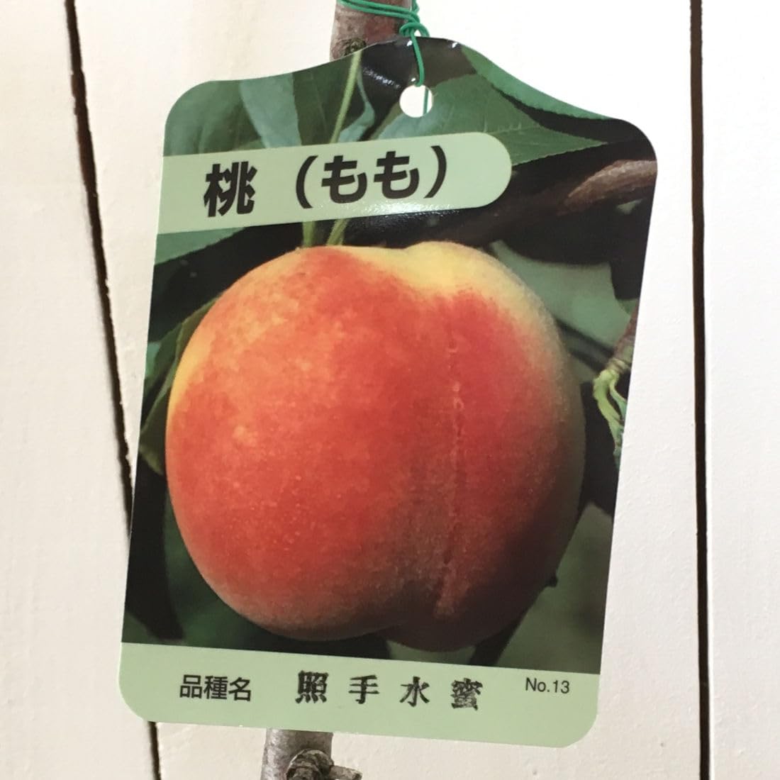 Amazon.co.jp: 桃 苗木 照手水蜜 15cmポット苗 てるてすいみつ もも 苗