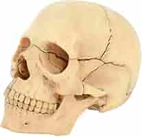 頭蓋骨模型 解剖学的構造 a283-1280x720.jpg