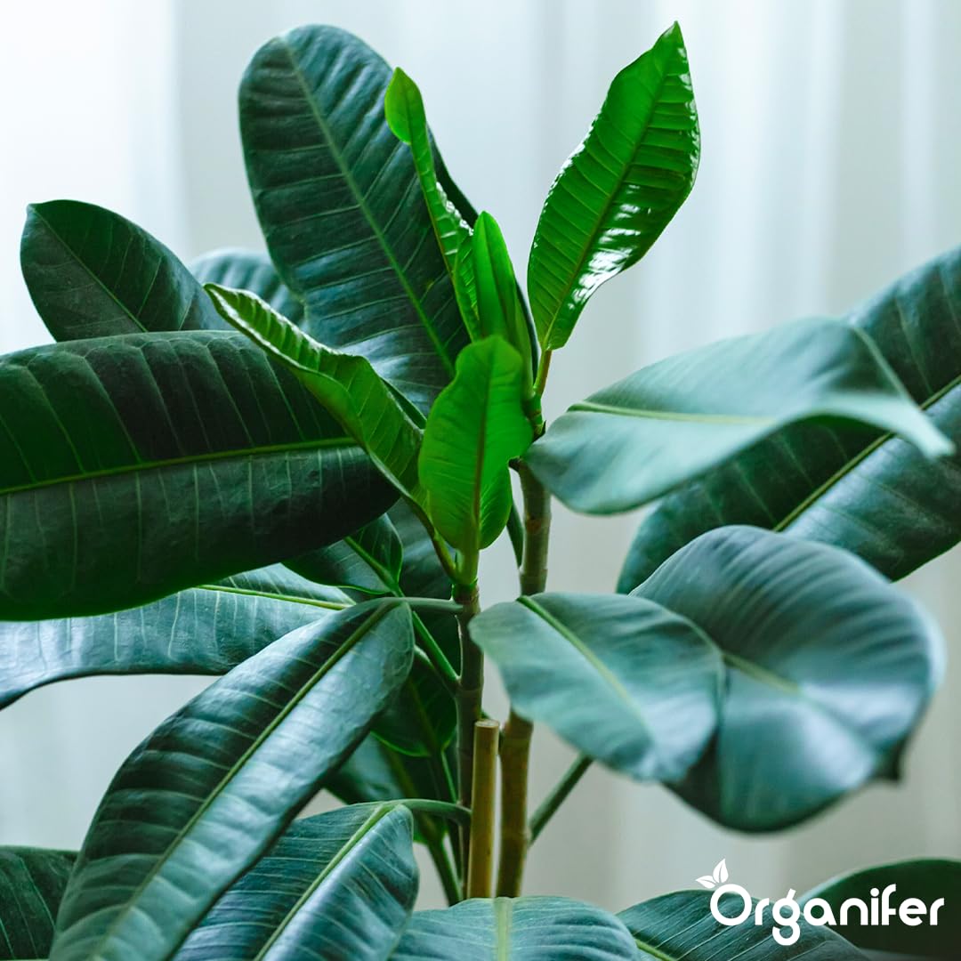 Fertilizante Líquido - 3x1L - Para Ficus - NPK 2-1-8 | Plantas Sanas Y Hojas Vigorosas - Organifer