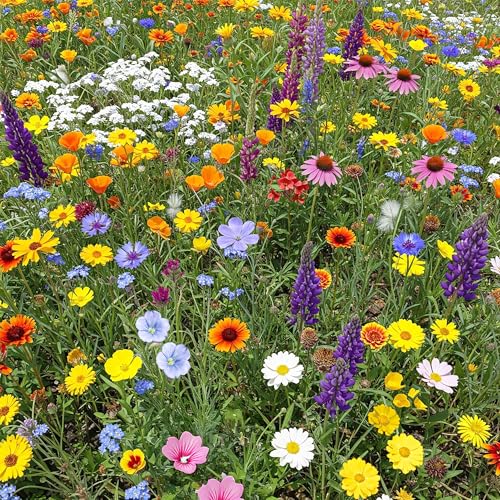 Image of Ferry-Morse North American Bulk Wildflower Seeds, 239,000+, 1 lb