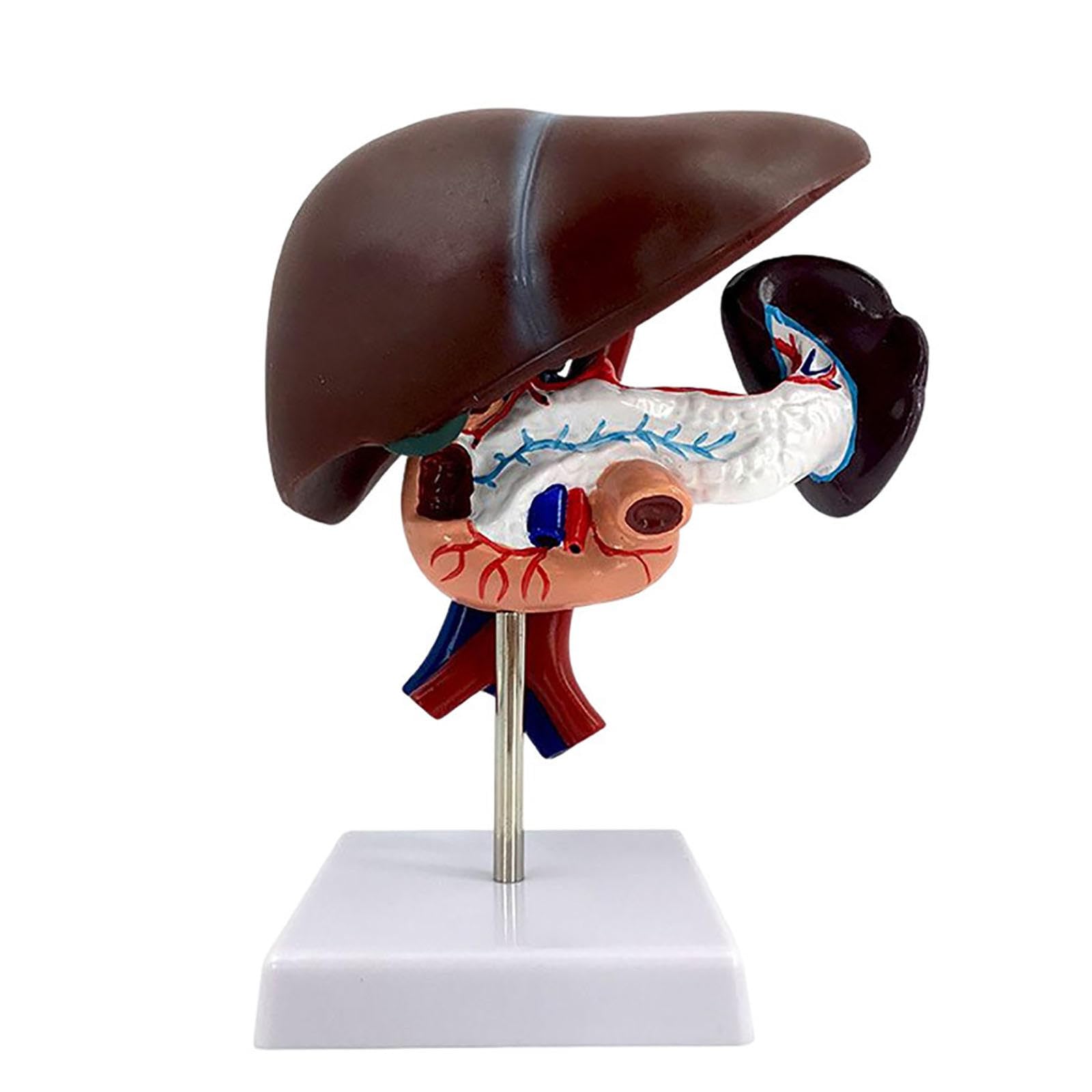 Modèle d'enseignement du foie et dissection du pancréas humain pour cours d'anatomie
