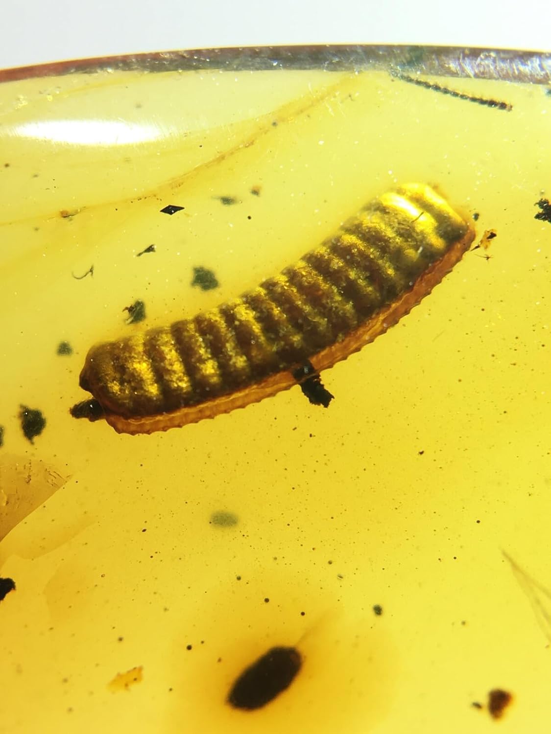 Burmese burmite Cretaceous Rare Animal Eggs Insect Fossil Amber Myanmar