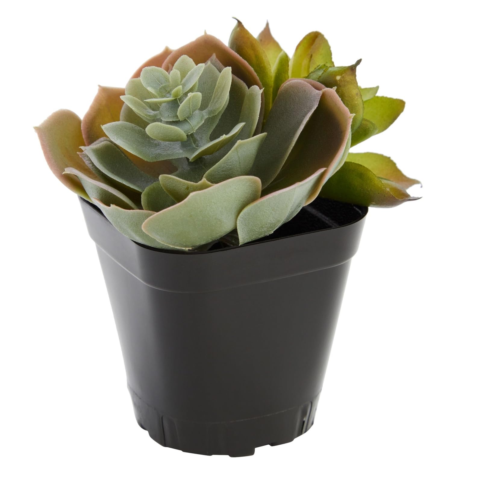 Juvale Lot de 150 Petits Pots de semis carrés en Plastique de 5,1 cm pour Plantes, jardinières de démarrage pour semences, Fleurs, Plantes Grasses, Propagation, Jardin intérieur (Noir)