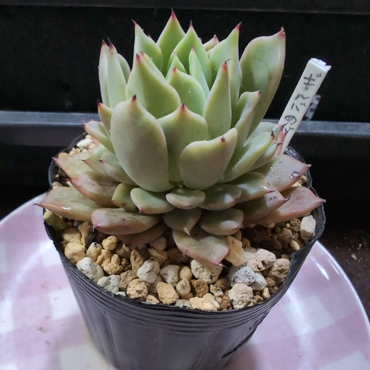 Amazon.co.jp: 多肉植物 4 エケベリア ギルバの薔薇 658 : ホーム