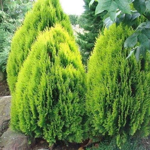 Morpankhi Seed, Golden Thuja Seeds, Oriental Arbor, Thuja Seeds