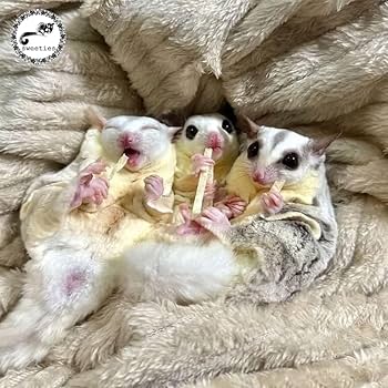 Amazon | 【国産】 小動物おやつ フィッシュスティック 高