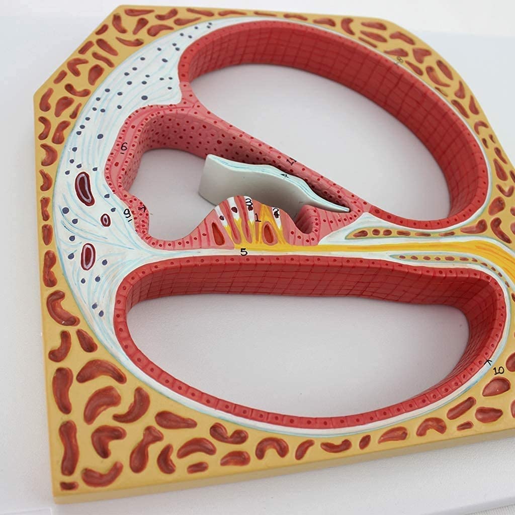 Anatomie Anatomique, Modèle Anatomique, Organe Auditif, Organe, Corps De L'Oto-Rhino-Laryngologie, Matériel Didactique Médical, Modèle De Spirale Cochléaire