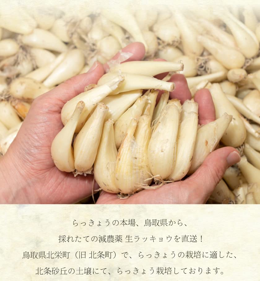 Amazon.co.jp: 減農薬 鳥取 根付 らっきょう 4.5キロ 玉系 らくだ系