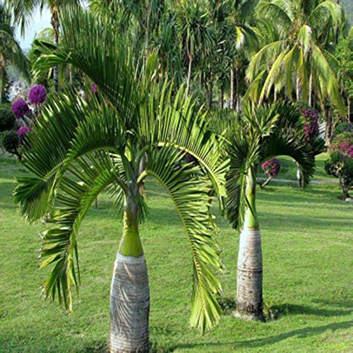 20 Graines De Palmier Vert - Pour Plantation Extérieure, Bonsaï - Paquet De 20