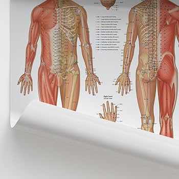 Amazon.co.jp: Anatomy Stuff ツボポイントチャート/ポスター