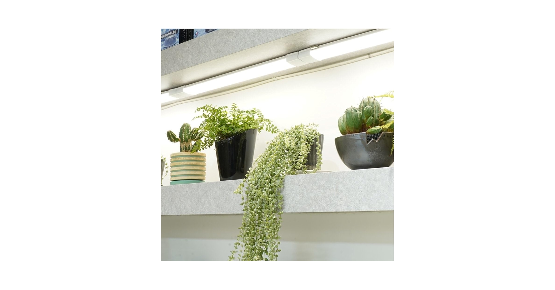 Amazon.co.jp: BARREL公式代理店 【SHELF GROW SLIM】 ホワイト 植物