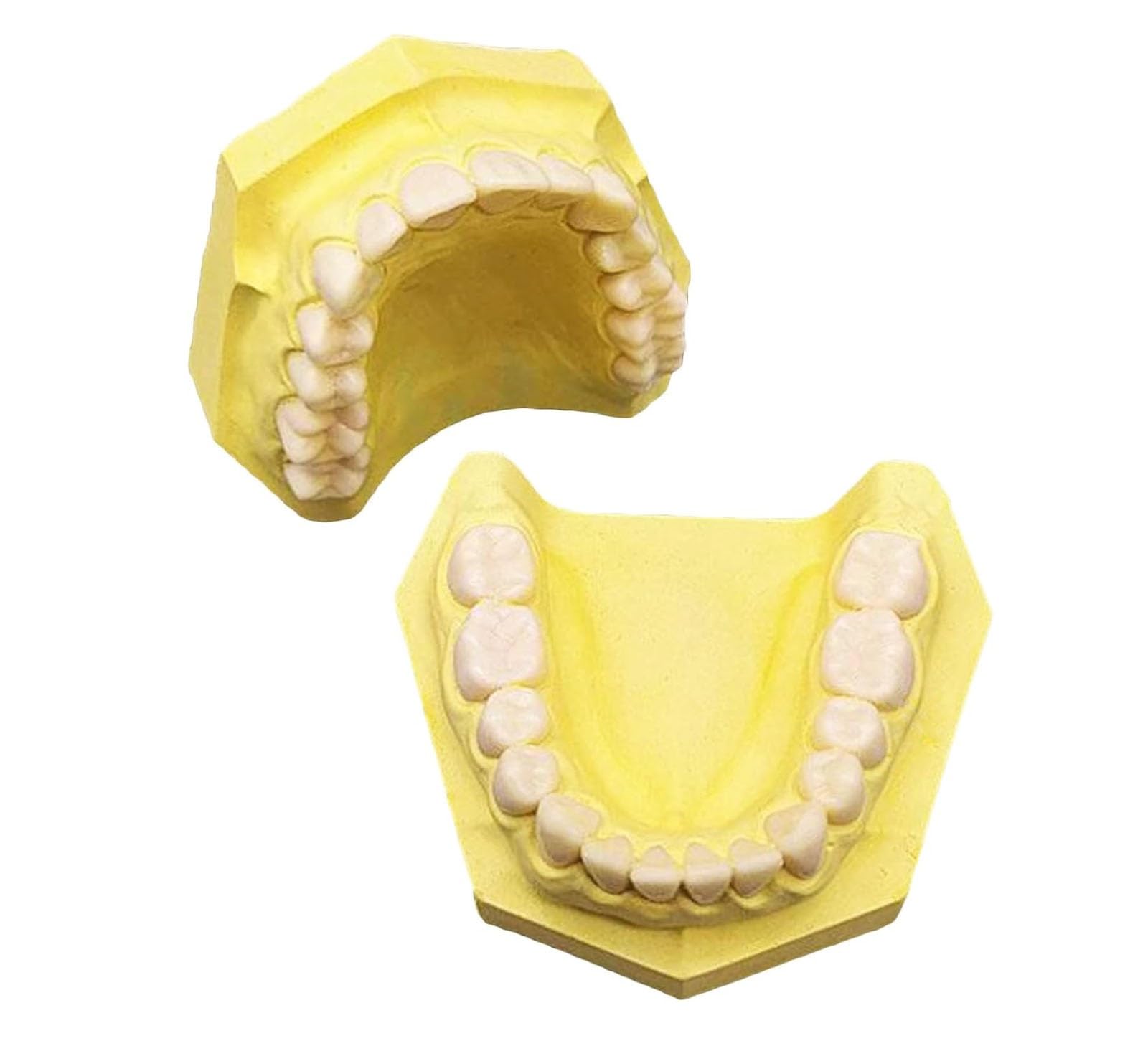 Modèle de formation dentaire jaune pour apprendre l'anatomie