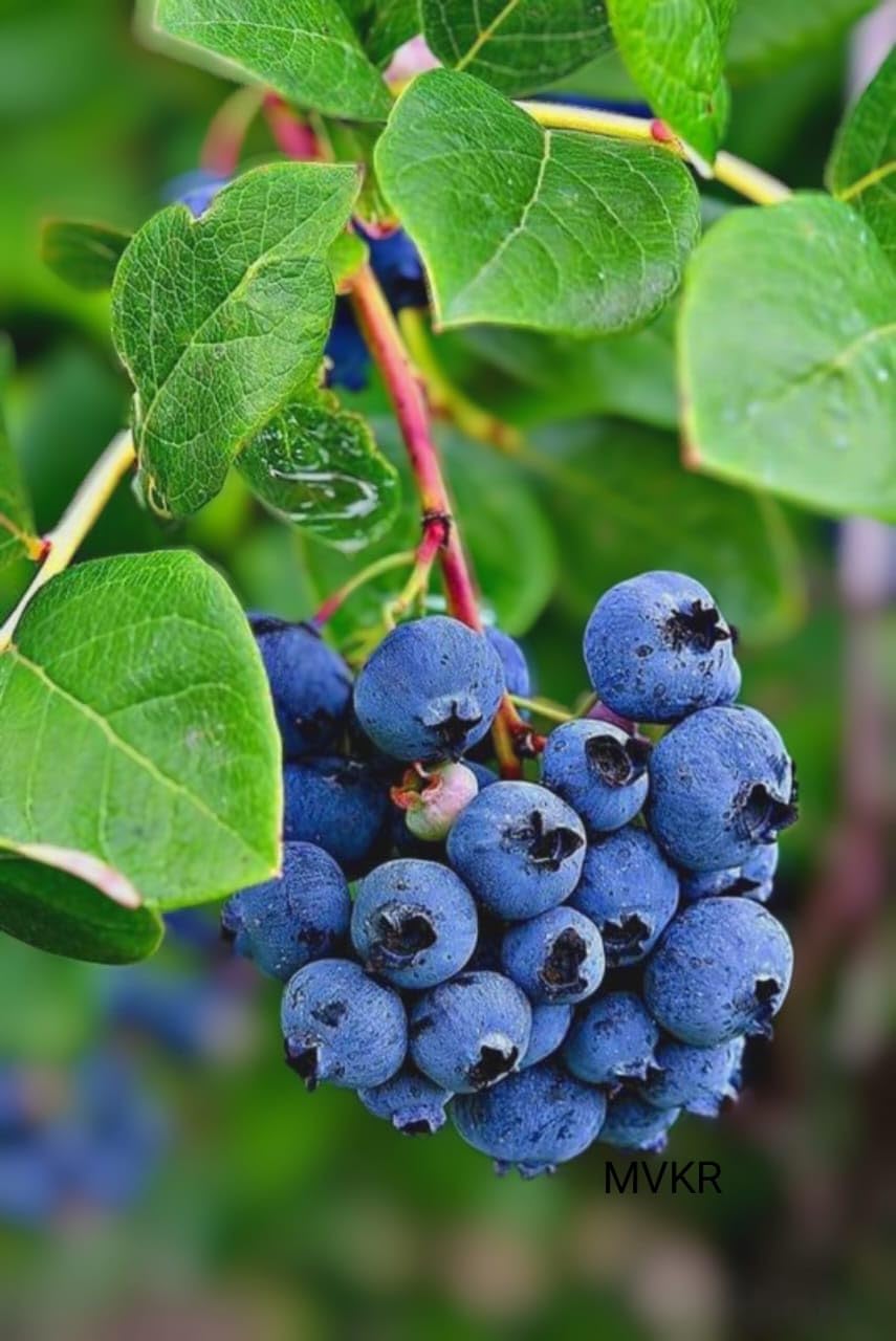 🅼🆅🅺🆁 Live Rare Imported Blueberry Fruits Plant I With Growbag
