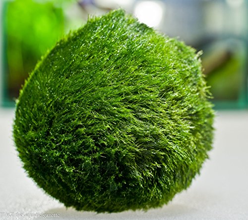 Aquarium Plants Discounts Marimo Moss Ball Imported from Europe- 2 Inches