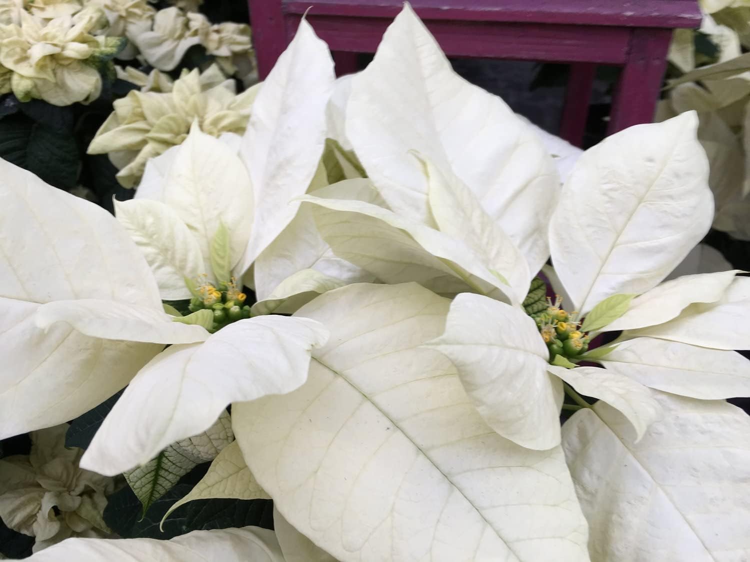 Chitra Garden Poinsettia Live Plant Panchvati Payincettiya poinsaitti Poinsetiya Payinsettiya Euphorbia Pulcherrima pulcherrima Plant White Leaves Plant 1 Plant Tree Without Pot