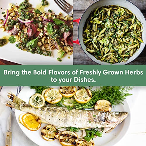 Herb Garden Indoor Herb Garden Starter Kit Easily Grow 10 Herbs Seeds - Indoor Herb Planters - Herb Garden Growing Kit - Grow Basil, Cilantro, Chives, Arugula and More - Gardening Gifts