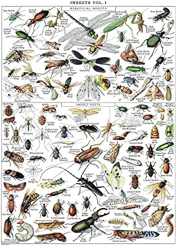 Amazon.com: Meishe Art Vintage Poster Print Insects Collection Species ...