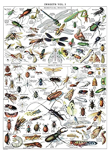 Vintage Insect Poster Print - Entomology Identification Reference Chart Volume 1 (LAMINATED, 18