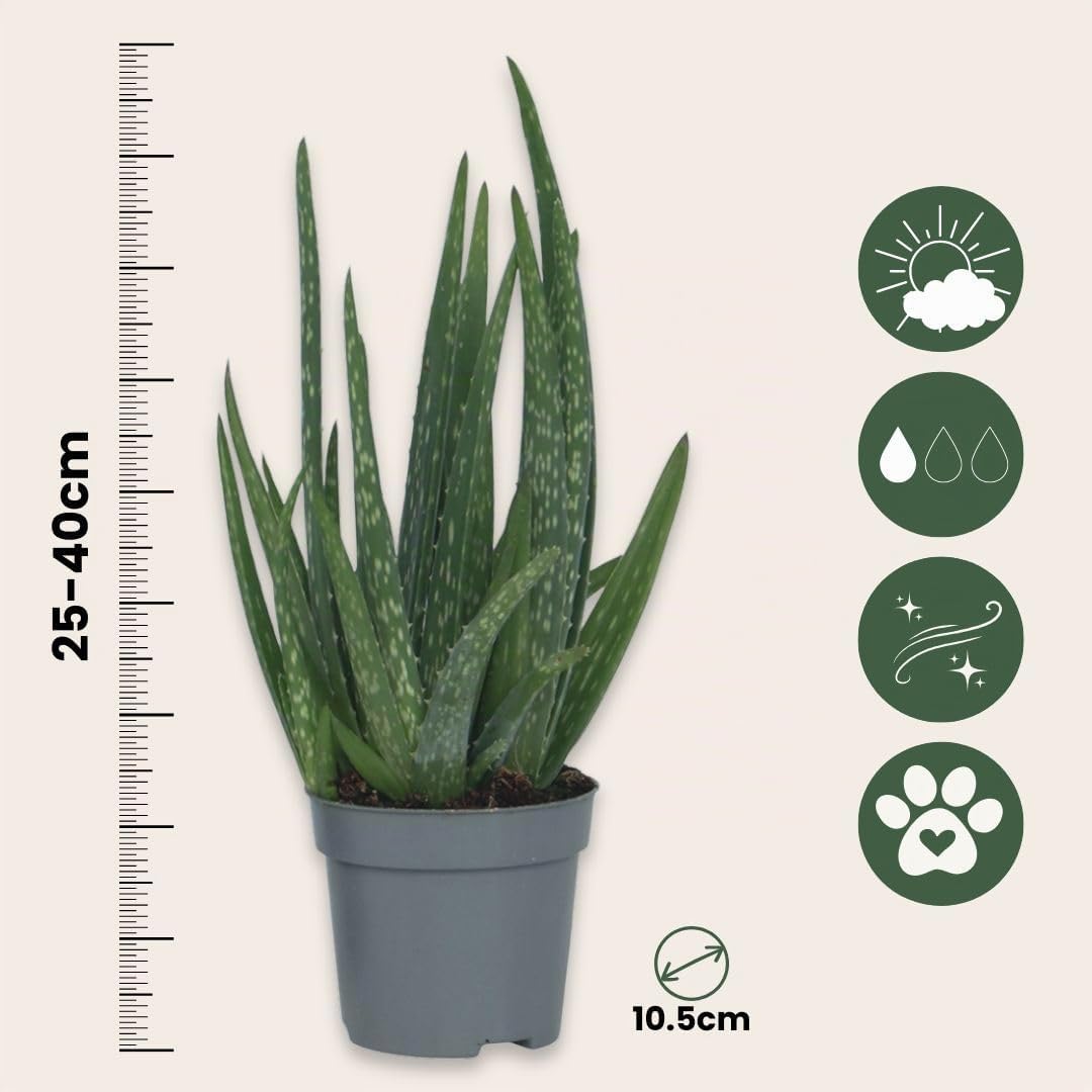 Plant in a Box - Aloe Vera - Set de 4 - Plante d'intérieur - Succulents - Pot 10,5cm - Hauteur 25-40cm