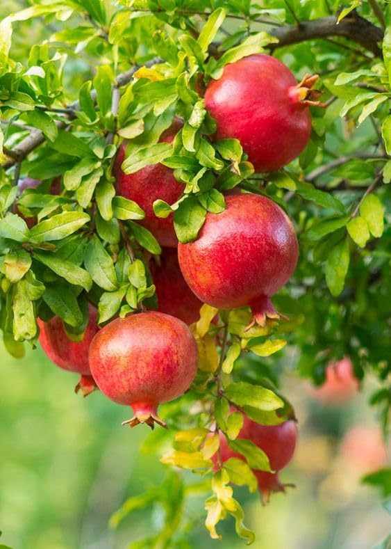 See full amazon price history chart for live Pomegranate Anar Fruit Plant, Air Layered Tree Hybrid Fruit Plant, Live Fruit Plant For Garden : 1 Healthy plant with Black Pot live Pomegranate Anar Fruit Plant, Air Layered Tree Hybrid Fruit Plant, Live Fruit Plant For Garden : 1 Healthy plant with Black Pot (B0D25KRSD9) Amazon Price History, Amazon Price Tracker