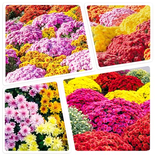 350+ USA PERMIUM Mums Chrysanthemum Seeds for Planting Outdoor-Hardy Chrysanthemum Flower Seeds Perennial Outdoor Ground Cover