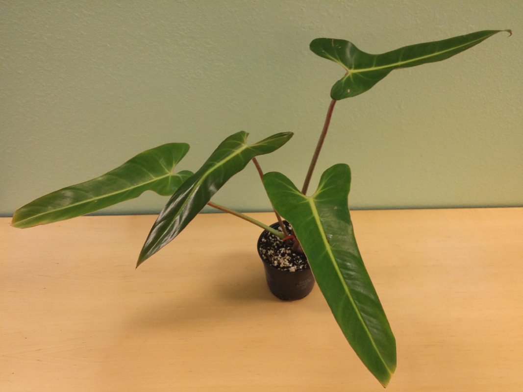 Amazon.com : Rare Philodendron bernardopazii aka Superbum - Live Plant in 4  inch Pot - Simple to Grow Tropical Plant Houseplant or Outdoors : Patio,  Lawn & Garden