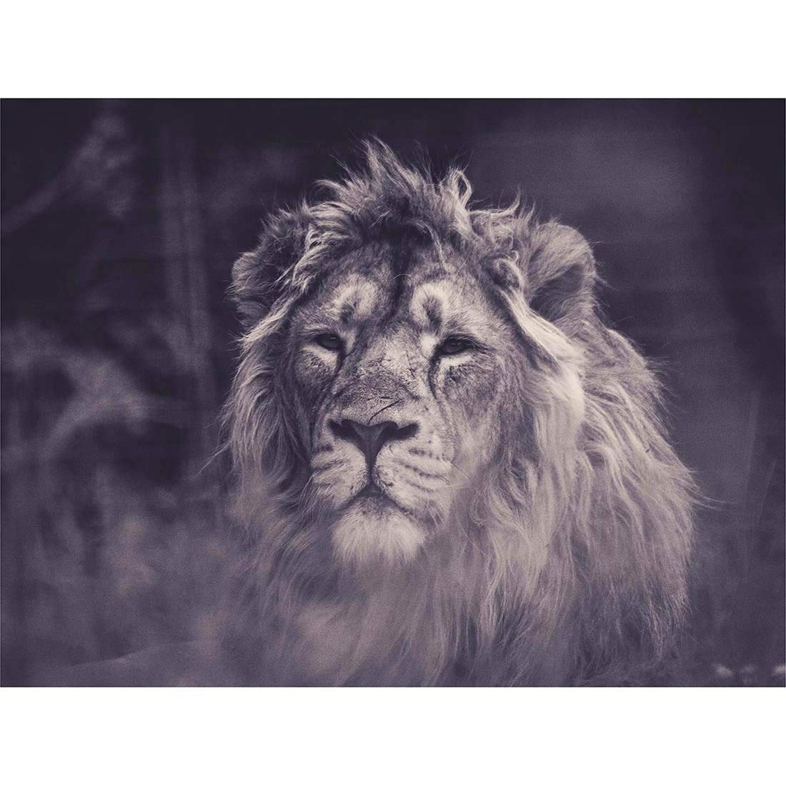 Wee Blue Coo Bredesen Male African Lion Art Print Poster Wall Decor 12X16 Inch